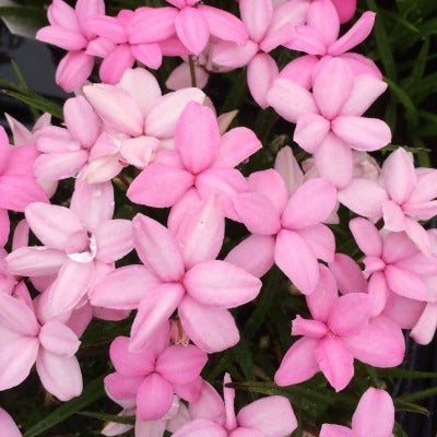 Rhodohypoxis_Emily_Peel