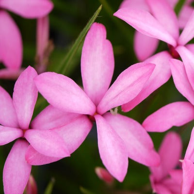 Rhodohypoxis_Giant_Pink