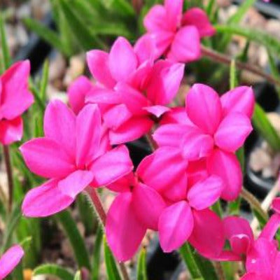 Rhodohypoxis_Jupiter