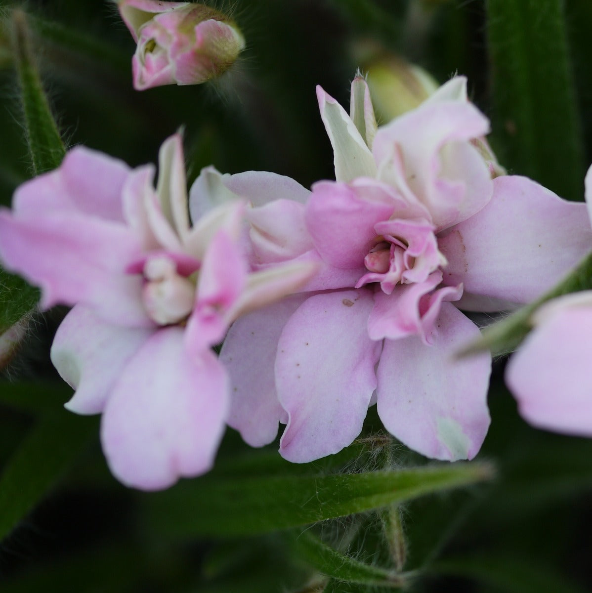 Rhodohypoxis baurii Lily Jean