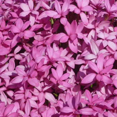 Rhodohypoxis_baurii_Mars