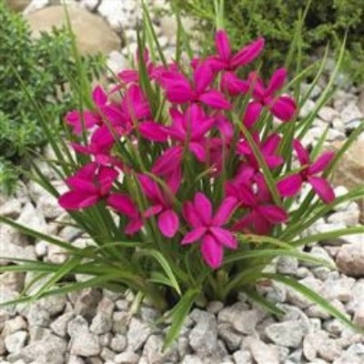 Rhodohypoxis_milloides