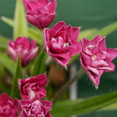 Rhodohypoxis_Monet