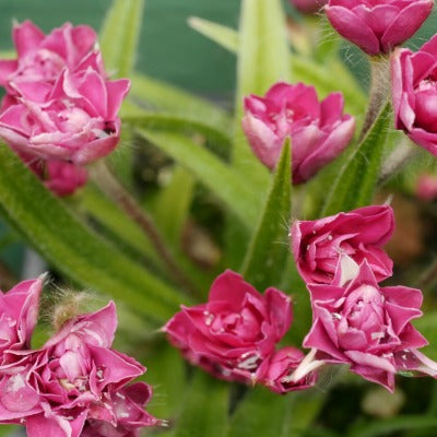 Rhodohypoxis_Monet