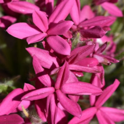 Rhodohypoxis_Monty