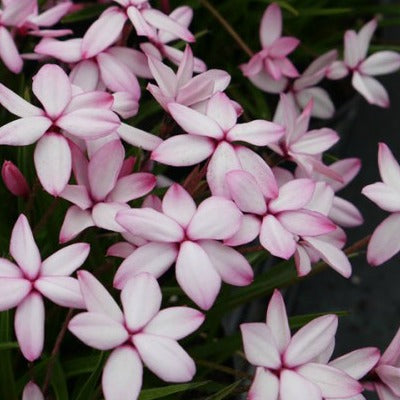 Rhodohypoxis_pintado.jpg