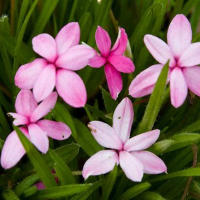 Rhodohypoxis_Rosie_Lee