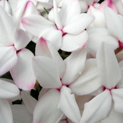 Rhodohypoxis_Tetra_Helen