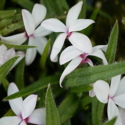 Rhodohypoxis_Thodiana