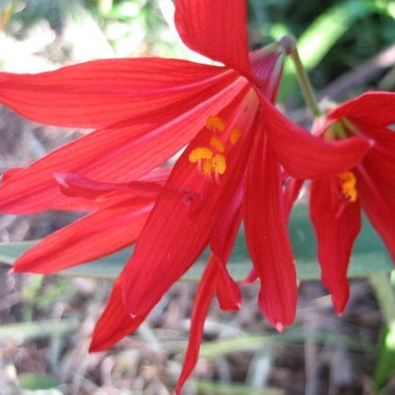 Rhodophiala bifida