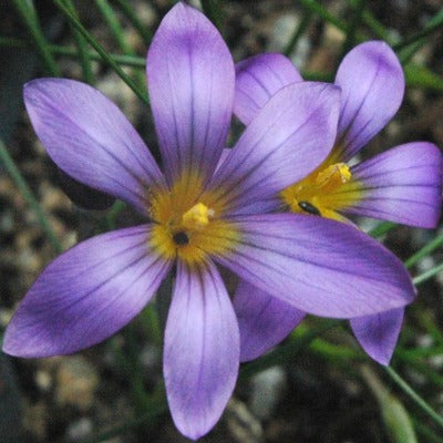 Romulea bulbocodium