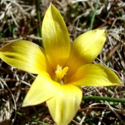 Romulea_macowanii alticola