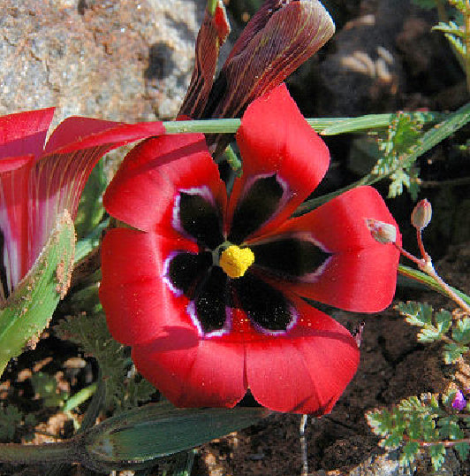 Romulea monadelpha