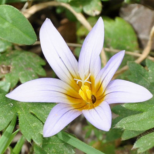 Romulea nivalis