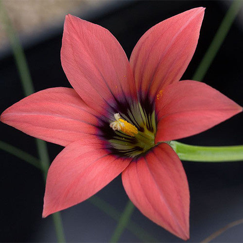 Romulea obscura subtestacea