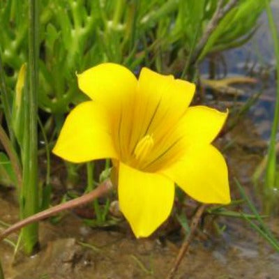 Romulea_saldanhensis