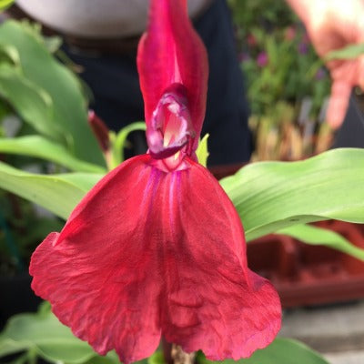 Roscoea_purpurea_'Navajo'