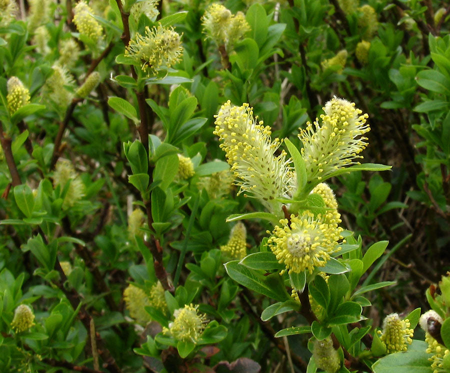 Salix_arbuscula