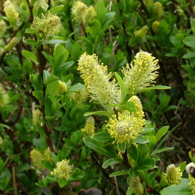 Salix_arbuscula