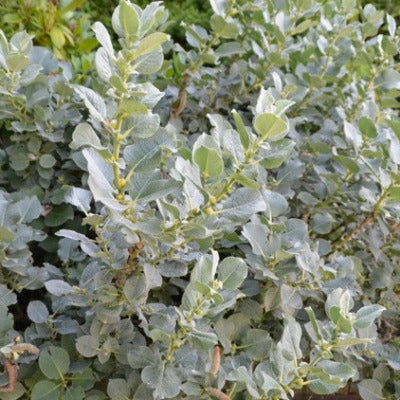 Salix_lanata