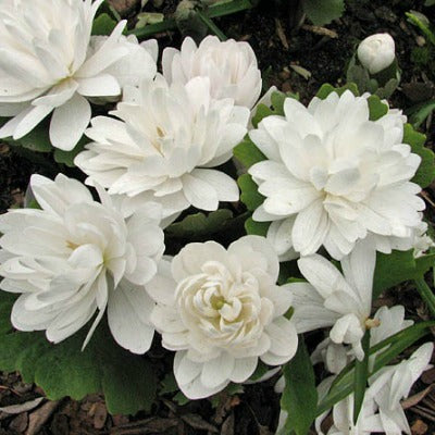 Sanguinaria canadensis f.multiplex 'plena'