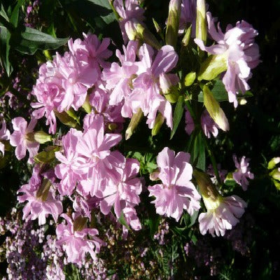 Saponaria officinalis 'Flore Plena'