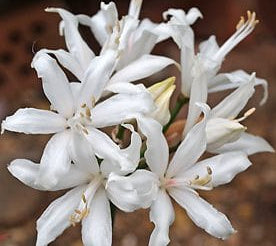 Nerine sarniensis Alba