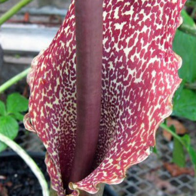 Sauronatum_venosum