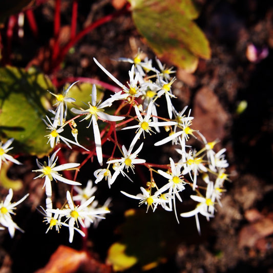 Saxifraga fortunei Mount Nachi