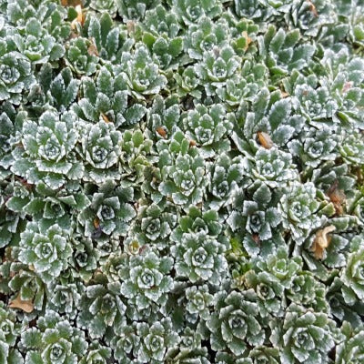 Saxifraga paniculata minutifolia