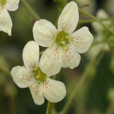 Saxifraga_Esther