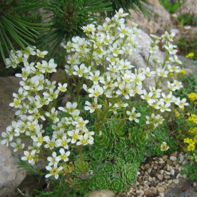 Saxifraga_balcana