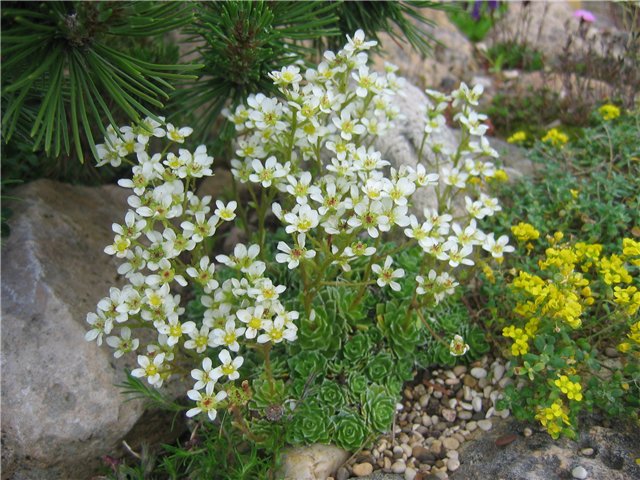 Saxifraga_balcana