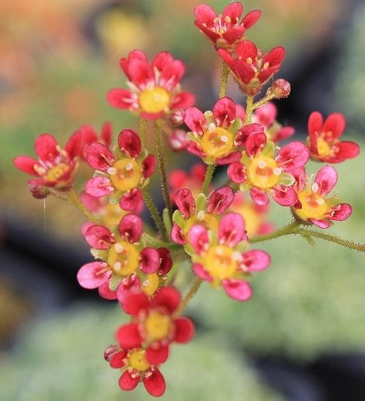 Saxifraga Jaromir