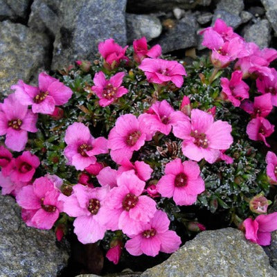 Saxifraga_Miluj Mne_(Love_Me)