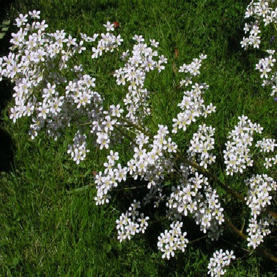 Saxifraga 'Monarch'