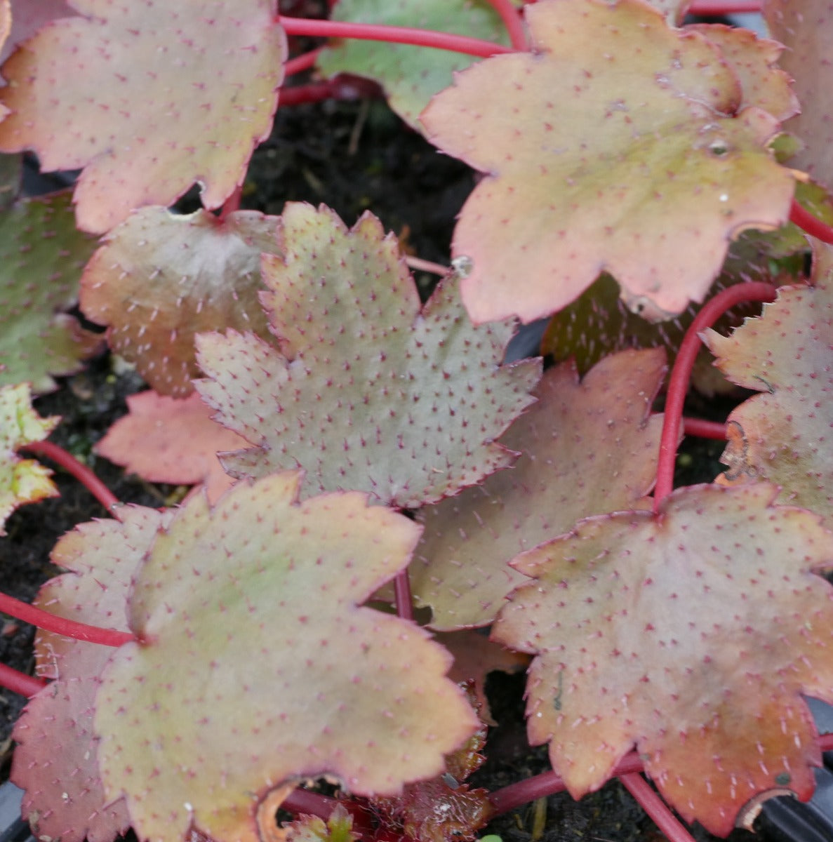 Saxifraga fortunei Mount Nachi