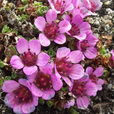 Saxifraga oppostifolia Splendens