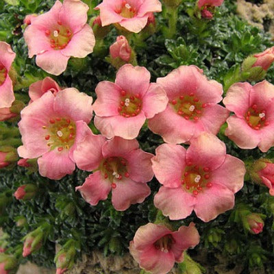 Saxifraga_Peach_Melba