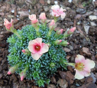 Saxifraga Pink Melba