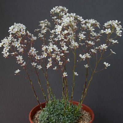 Saxifraga_Polar_Drift