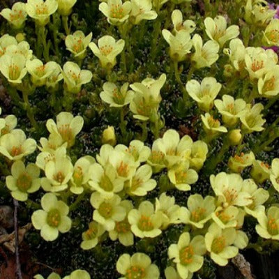 Saxifraga_Sherlock_Holmes