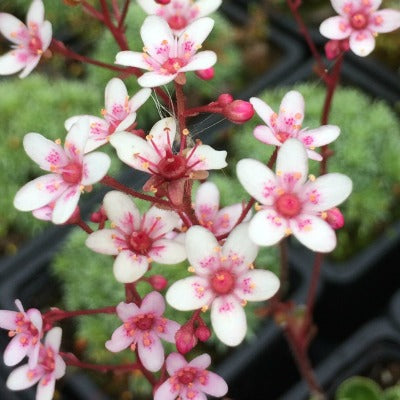 Saxifraga_Winifred_Bevington.jpg