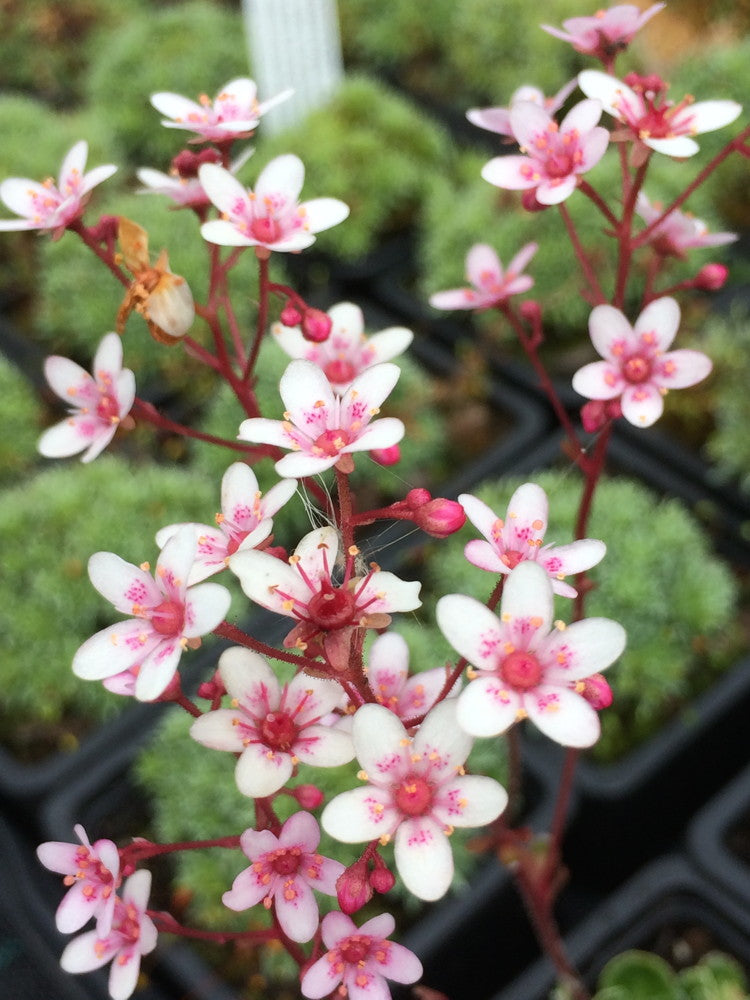 Saxifraga_Winifred_Bevington.jpg