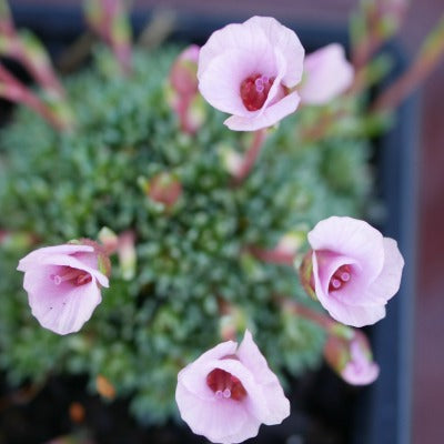 Saxifraga_x_irvingii_Jenkinsae