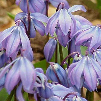 Scilla_greilhuberi