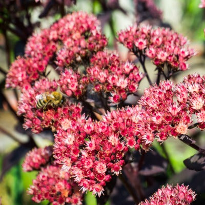 Sedum_Bertram_Anderson