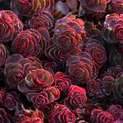 Sedum_spurium_fuldaglut.jpg