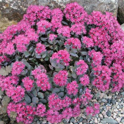 Sedum_spurium_fuldaglut.jpg