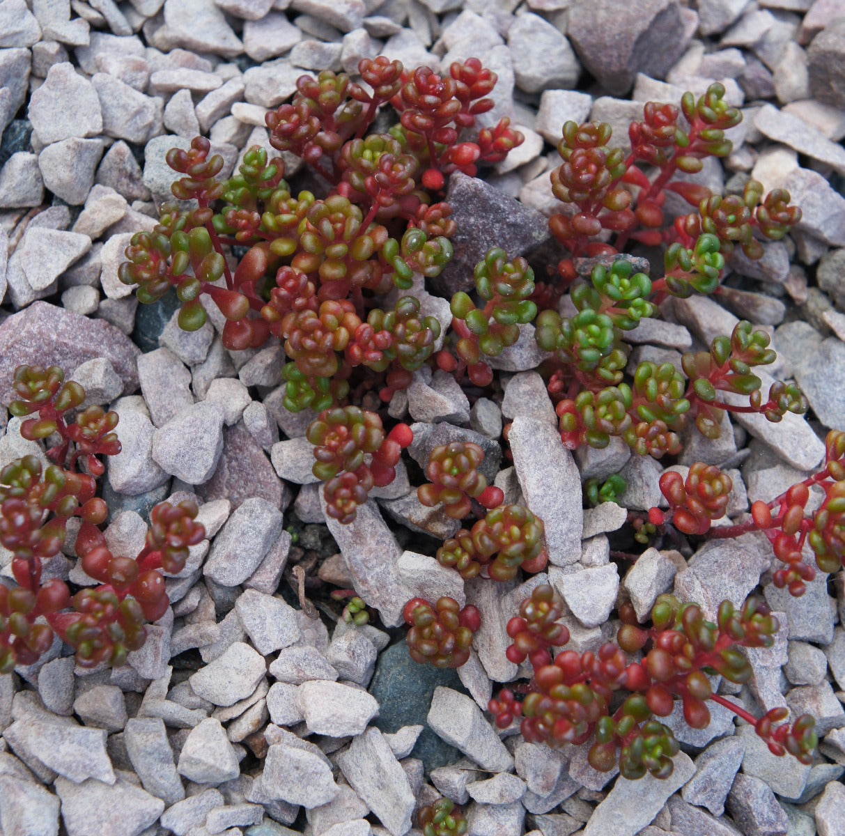 Sedum oreganum